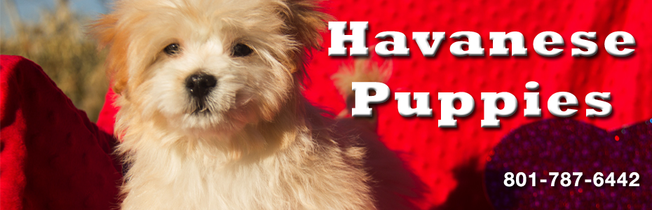 Havanese Puppy Valentine